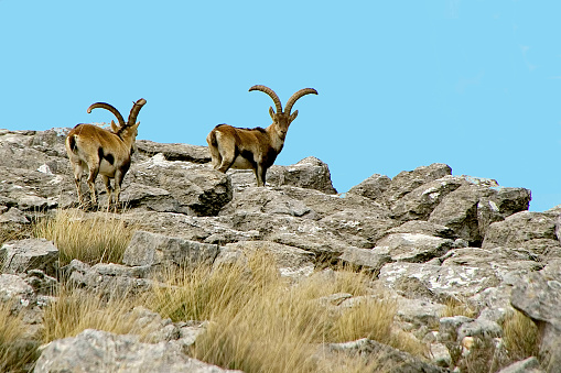 Hypanic goat male in the Cazorla, Segura and Las Villas natural park.