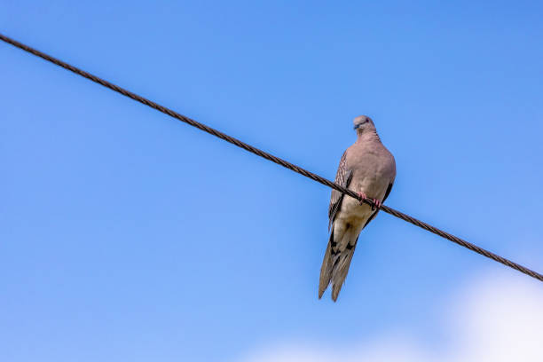 istock Lonely Sri Lankan Pigeon Seeking Partner 1924631791