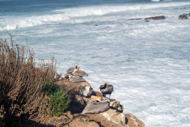 istock Pelicans on rocks near the ocean 1924635025