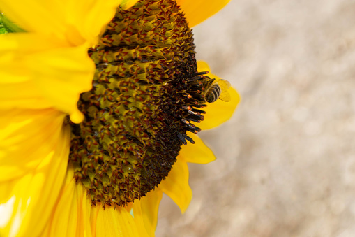 Bee collecting pollen from sunflowers head in the nature. High quality photo