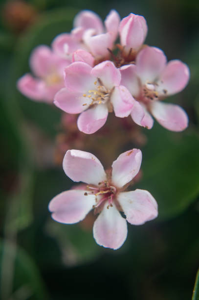 istock Close up of a pink flower 1924637819