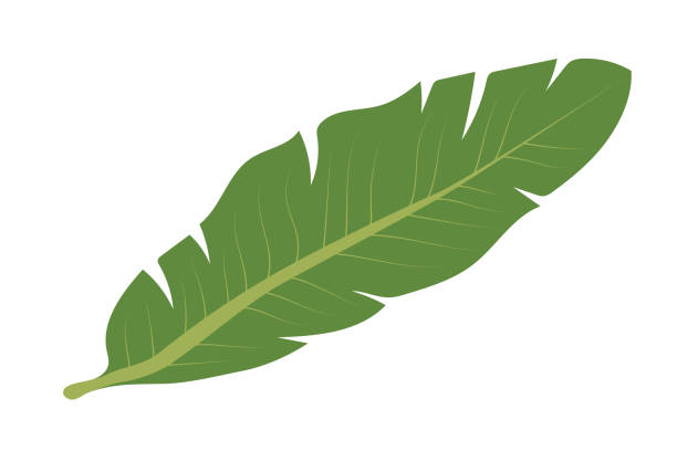 ilustrações, clipart, desenhos animados e ícones de folha de palmeira verde. elemento isolado para seu design - palmleaf