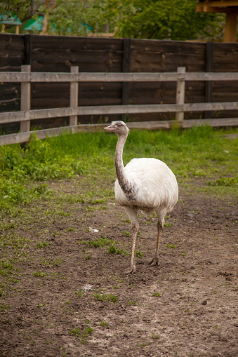 White ostrich nandu known as Greater rhea (Rhea americana) is a flightless bird found in eastern South America. Greater Rhea from South America also called American Rhea or Nandu - Latin: Rhea Americana. Farmer breeding of ostriches, organic farming concept.