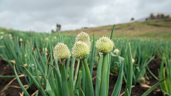 Close-up of flowers of the onion plant in the middle of a planted field