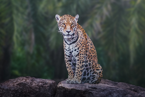 Jaguar (Panthera onca) - Spotted Big Cat