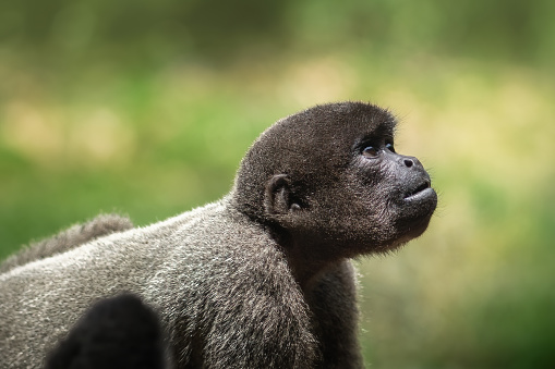 Young Gray Woolly Monkey (Lagothrix cana)