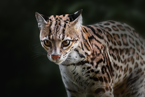 Ocelot (Leopardus pardalis) - medium-sized spotted feline