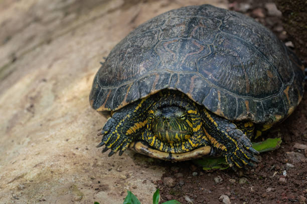 istock Black-bellied Slider (Trachemys dorbigni) - Water Turtle hiding in shell with retracted neck 1924649098