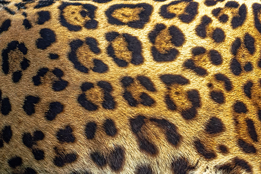 Jaguar Coat Pattern Texture with Spots and Rosettes