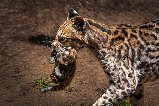 Mother Ocelot Carrying Baby on its mouth (Leopardus pardalis)