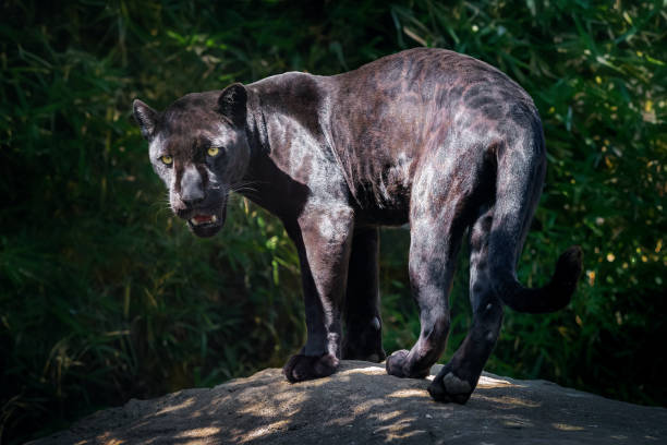istock Black Jaguar (Panthera onca) - Melanistic Feline 1924652367