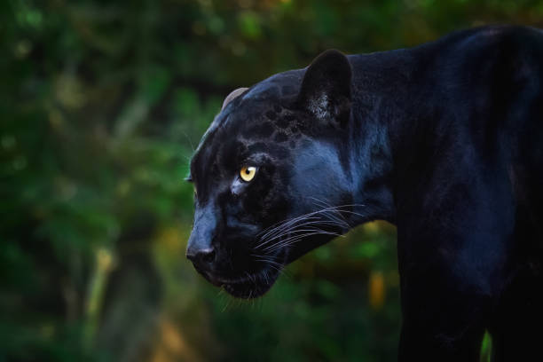 블랙 재규어(panthera onca) - 멜라니즘 고양이 - 판데라 뉴스 사진 이미지