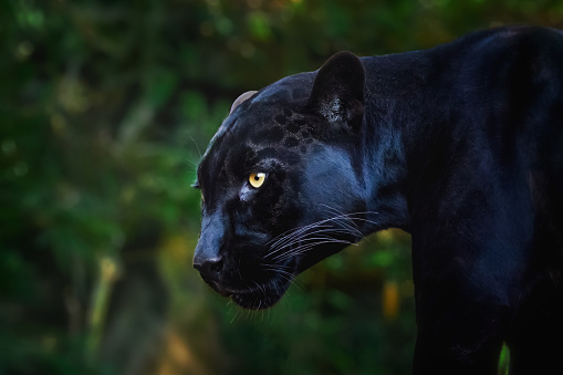 Black Jaguar (Panthera onca) - Melanistic Feline