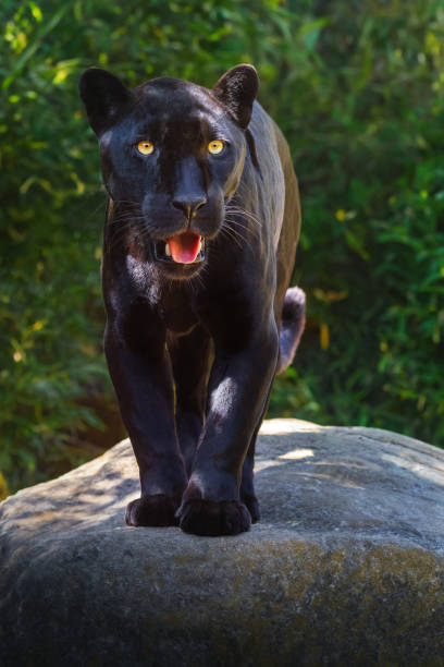 istock Black Jaguar (Panthera onca) - Melanistic Feline 1924652915