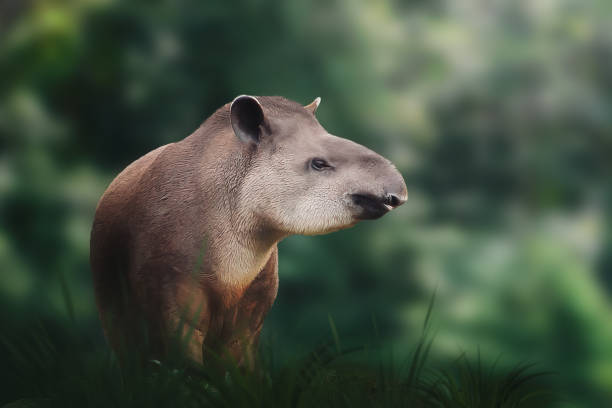 istock Lowland Tapir (Tapirus terrestris) or South American Tapir 1924653974