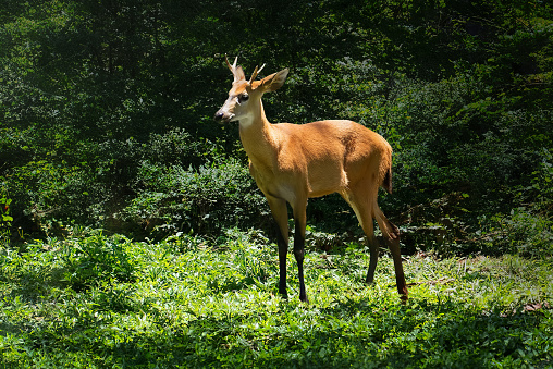 Young Marsh Deer (Cervus elaphus)
