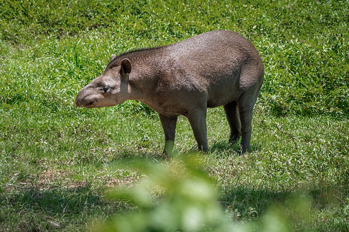 Lowland Tapir (Tapirus terrestris) or South American Tapir