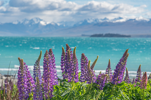 Blossoming lupines in foreground with sky and clouds above.  Location is Gallows Cove Road near Witless Bay in Newfoundland and Labrador province of Canada.  Horizontal image with copy space.