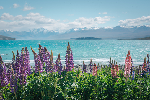Lupins are actually weeds in New Zealand.  They create challenge to the local biodiversity but are popular among tourists due to their nice appearance.
