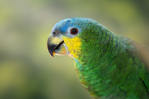 Orange-winged Amazon Parrot (Amazona amazonica)
