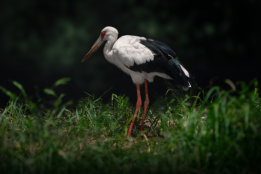 Maguari Stork bird (Ciconia maguari)