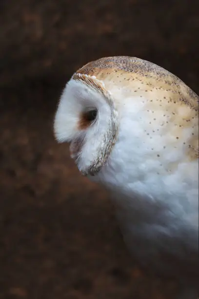 American Barn Owl (Tyto furcata)