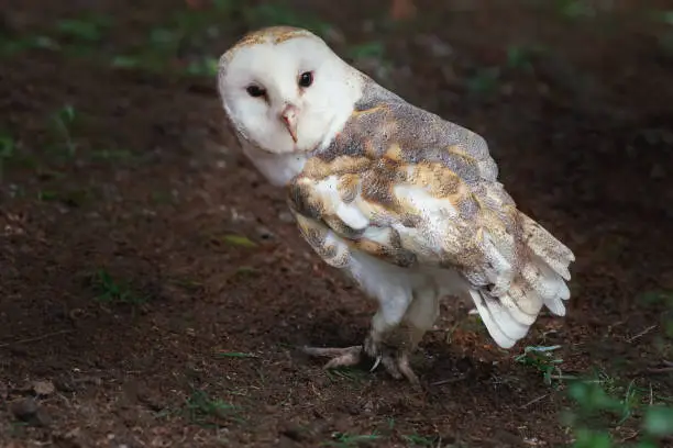 American Barn Owl (Tyto furcata)