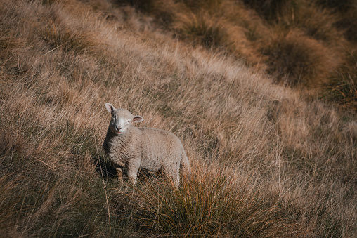 New Zealand is famous for its animal husbandry.  Lamb/Sheep can be spotted almost everywhere.