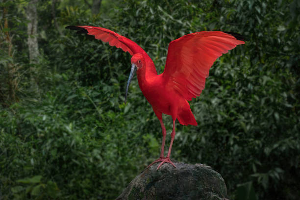 istock Scarlet Ibis (Eudocimus ruber) with Open Wings 1924663150