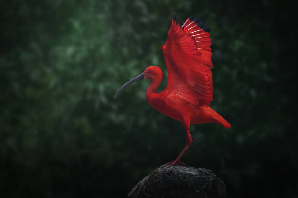 istock Scarlet Ibis (Eudocimus ruber) with Open Wings 1924663677