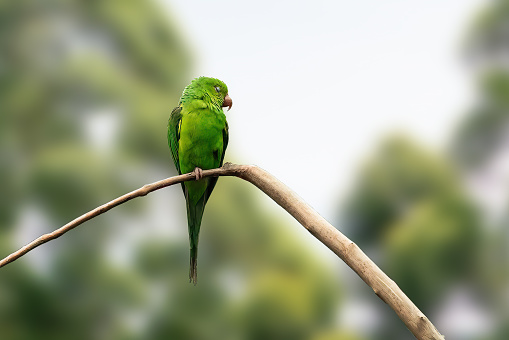 Plain Parakeet bird (Brotogeris tirica) with closed eyes