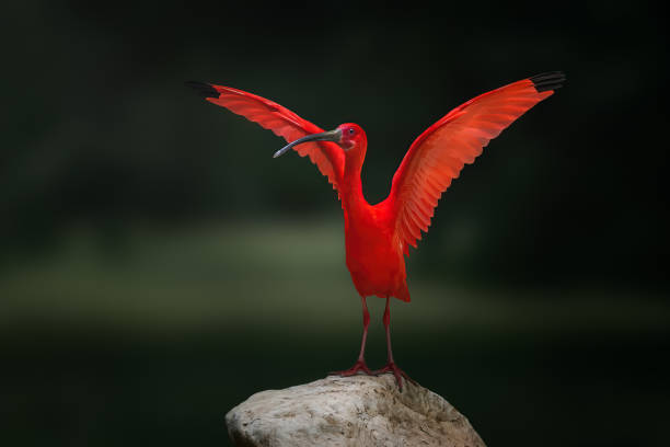 緋色のトキ(eudocimus ruber)と翼を開いた - scarlet ibis ストックフォトと画像