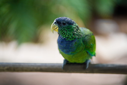 Scaly-headed parrot bird (Pionus maximiliani)