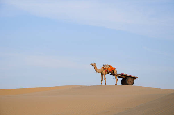 close up of decorated camel standing at famous camel fair in Pushkar