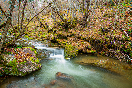 Mountain creek on Stara Planina cascading through the trees of the forest