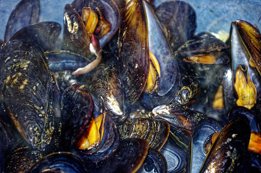 Close-up of the cooking of some mussels in the pan