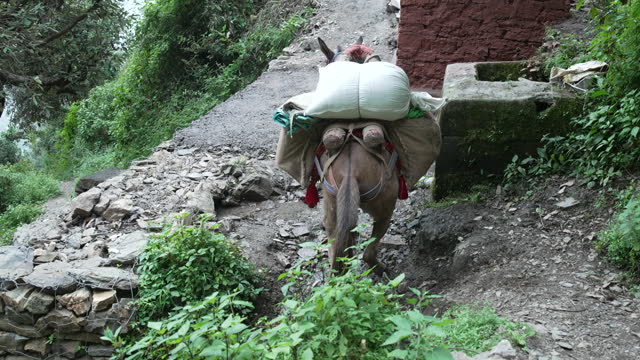 A Mule lifting weights in mountains of the Himalayas