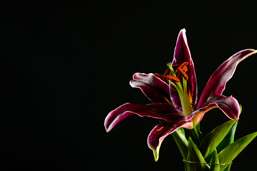 Stargazer Lily closeup taken in a studio setup. Beautiful isolated purple and pink coloring with copy space