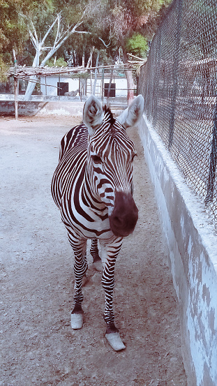 Zebra black and white striped equine animal of Africa, herbivores live in dazzles, unique patterns helps them camouflage, communicate, regulate body temperature, zebresseanimal, zebre, cebra, photo.