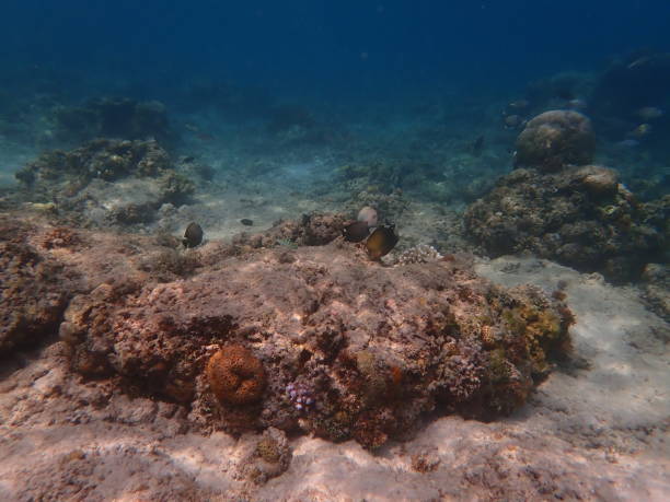 istock Fish in Gili Air Island 1924710125