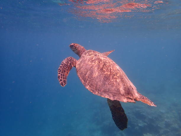 istock Sea turtle in Gili Air 1924711183