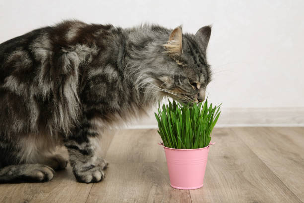 Cute cat eating fresh green grass on light background. Top view. Vertical photo