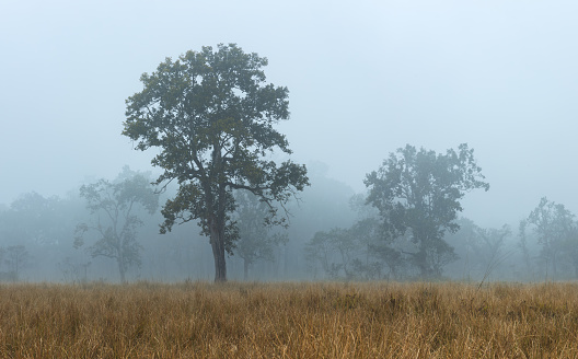 Trees in the misty forest of Chitwan National park, Nepal
