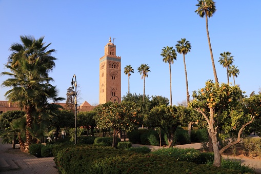 Marrakech city landmark in Morocco. Koutoubia Mosque and orange trees in the park.