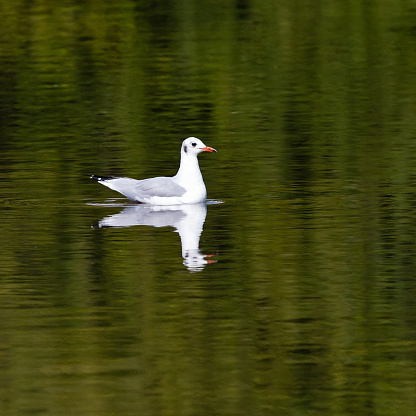 Side view close-up of a single black-headed gull (Chroicocephalus Ridibundus) in winter plumage, swimming in a pond on a sunny summer day - the gull is reflected in the water surface as is the green color of the trees in the background