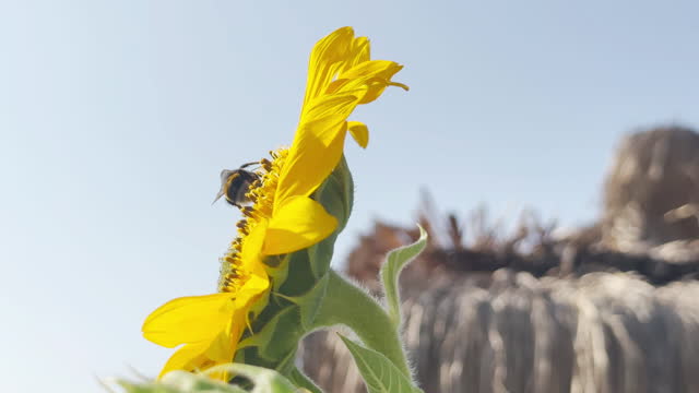 Large bumblebee walks pollinating sunflower