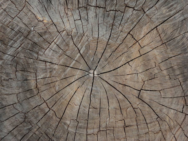 30,000+ Free Zoom In & Zoom Images - Pixabay