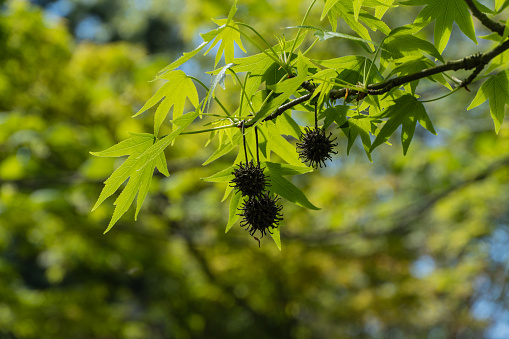 Young green leaves and spiky balls of seeds of Liquidambar styraciflua tree, commonly called American sweet gum (amber tree) against blurred backdrop of greenery. Close-up. Nature concept for design
