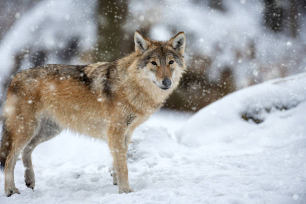 istock Gray wolf, Canis lupus in the winter forest 1924780017