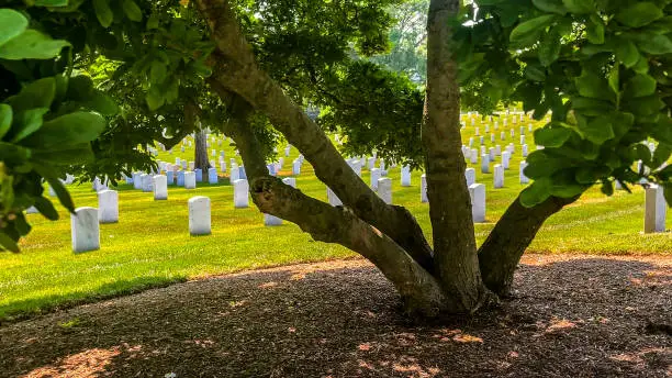 Photo of Tree on a sunny day with huge rows of white marble tombstones at Arlington National Military Cemetery in Washington DC.